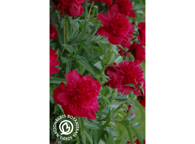 Paeonia lactiflora   'Ruth Clay'